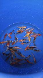 A-Koi Mix 8-10cm &ndash; Bild 2
