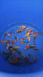 A-Koi Mix 8-10cm – Bild 2