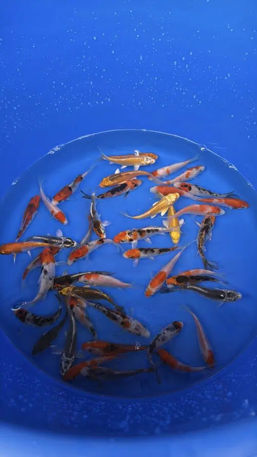 A-Koi Mix 8-10cm – Bild 2