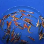 A-Koi Mix 8-10cm