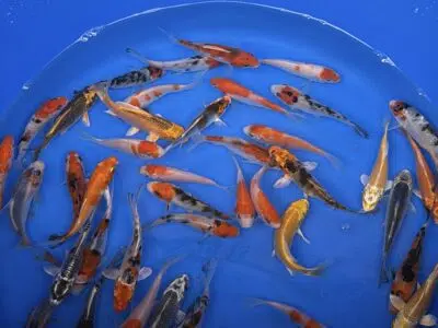 A-Koi Mix 8-10cm