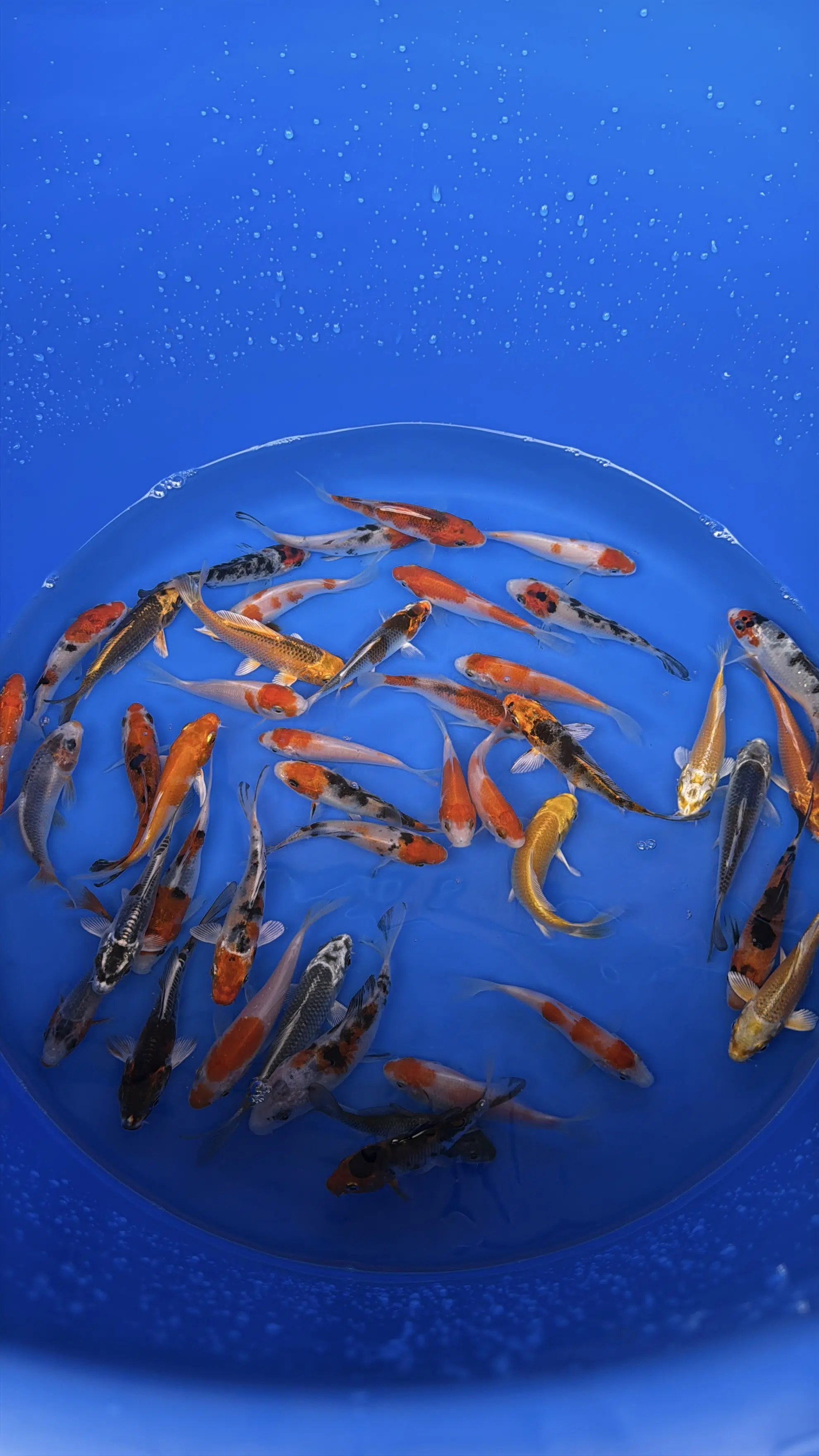IMG_2203 A-Koi Mix 8-10cm