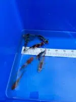 Shubunkin – Bild 4