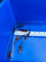 Shubunkin – Bild 3