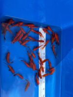 Goldfische 7-10cm &ndash; Bild 2