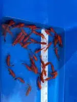 Goldfische 9-12cm – Bild 2