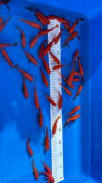 Goldfische 7-10cm &ndash; Bild 3