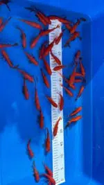 Goldfische 9-12cm – Bild 3