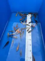 Tosai Koi 7-9cm - Otsuka – Bild 5