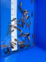 Tosai Koi 7-9cm - Otsuka – Bild 4