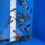 Koi Karpfen in unserer Anlage