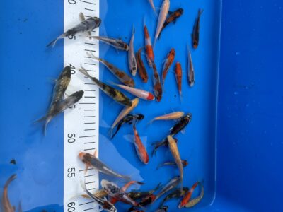 Koi Karpfen in unserer Anlage