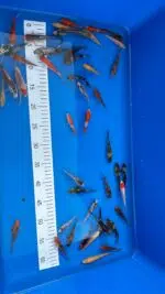 Tosai Koi 7-9cm - Otsuka – Bild 2