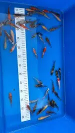 Tosai Koi 7-9cm - Otsuka – Bild 3