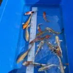 Online Termin-Buchung Fischverkauf