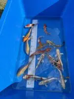 Online Termin-Buchung Fischverkauf