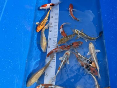 Online Termin-Buchung Fischverkauf