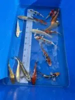 Jumbo Tosai Koi Mix 16-18cm - Ikarashi – Bild 2