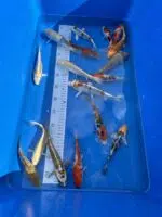 Jumbo Tosai Koi Mix 16-18cm - Ikarashi – Bild 3