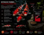 KENJI KOI Color Intense