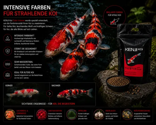 KENJI KOI Color Intense