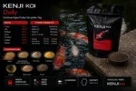 KENJI KOI Daily