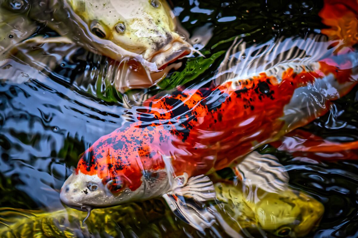 Koi-Fische im Teich mit klaren Wasseroberflächenreflexionen, symbolisieren den Frühling und die Pflege von Koi-Teichen.