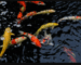 Koi-Futter Online Shop
