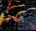 Koi-Futter Online Shop