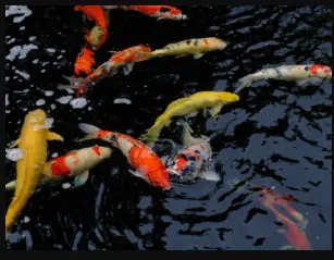 Koi-Futter Online Shop