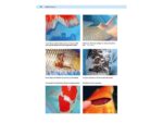Patient Koi von Sandra Lechleiter &ndash; Bild 5