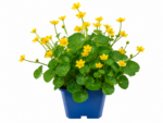 Sumpfdotterblume - Teichpflanze &ndash; Bild 2