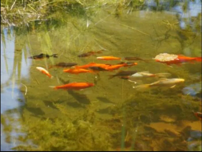 kenji koi products