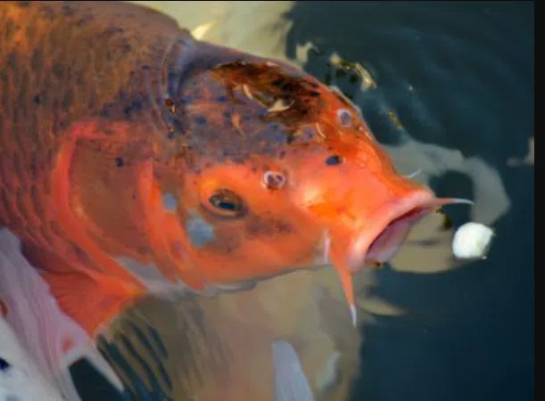Koi Futters Online Shop
