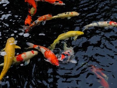 japan-koi-mix