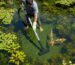 Person cleaning koi pond with a vacuum, surrounded by healthy koi and plants
