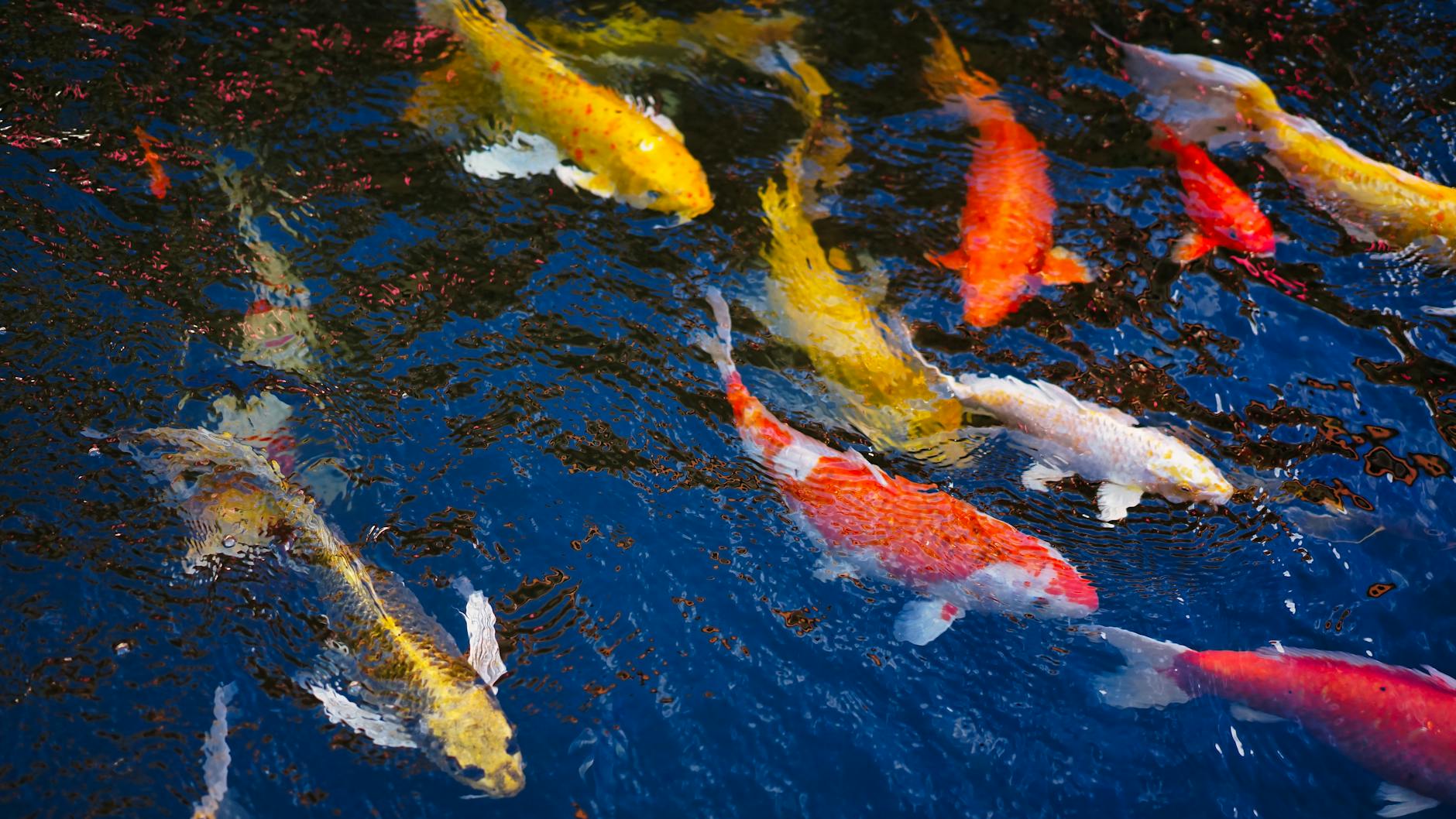 Bunte Koi-Fische schwimmen in klarem Wasser, symbolisieren gesunde Teichpflege und Frühjahrswartung für Koi-Pond-Besitzer.
