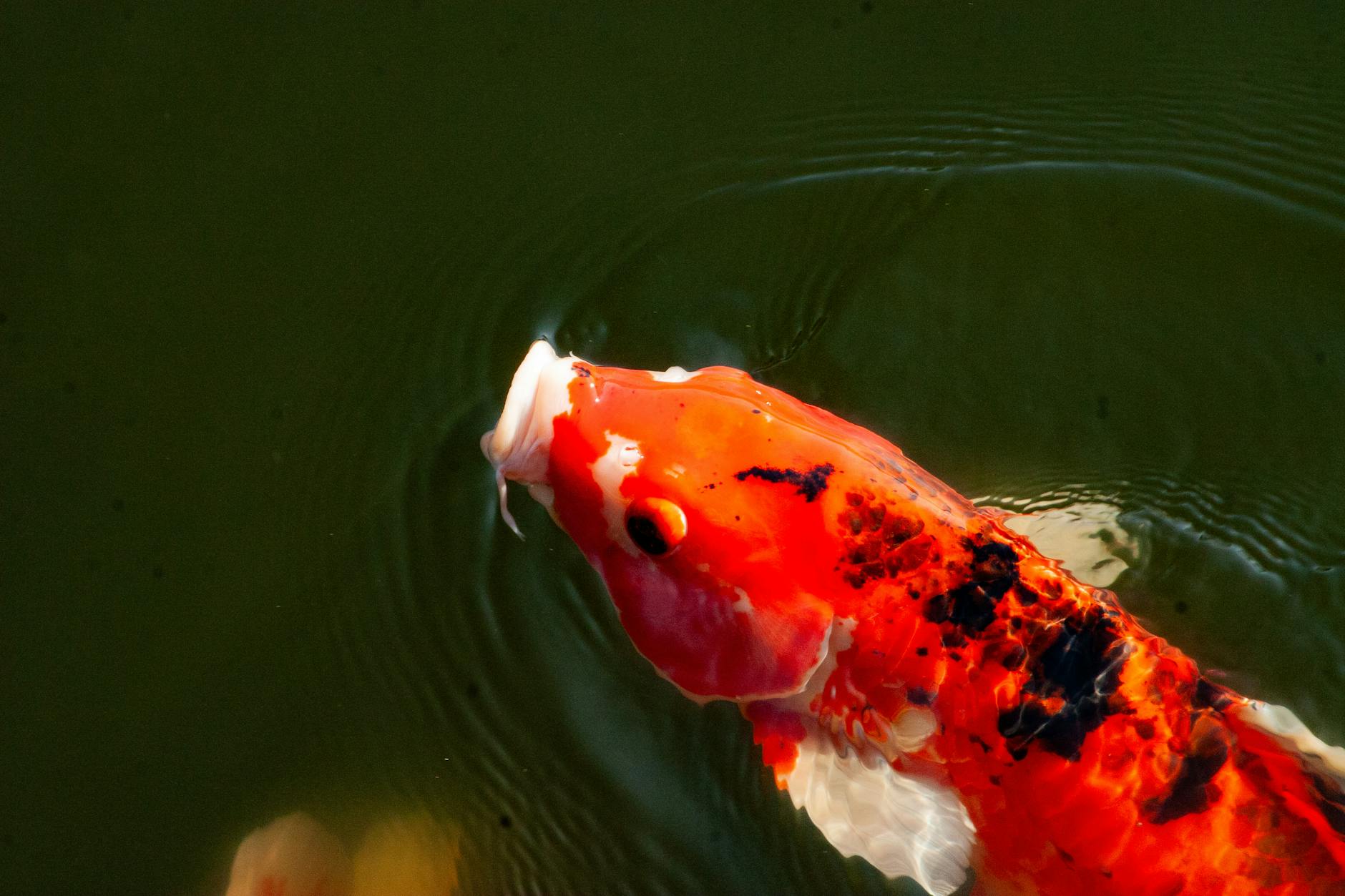 Koi fish swimming in a pond, showcasing vibrant orange and white colors, emphasizing proper nutrition and feeding habits for Koi care.
