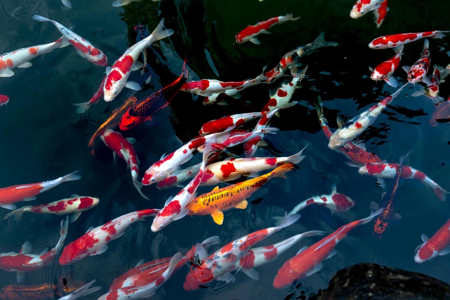 school of koi fish