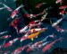koi fish