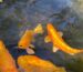 nishikigoi fishes swimming underwater