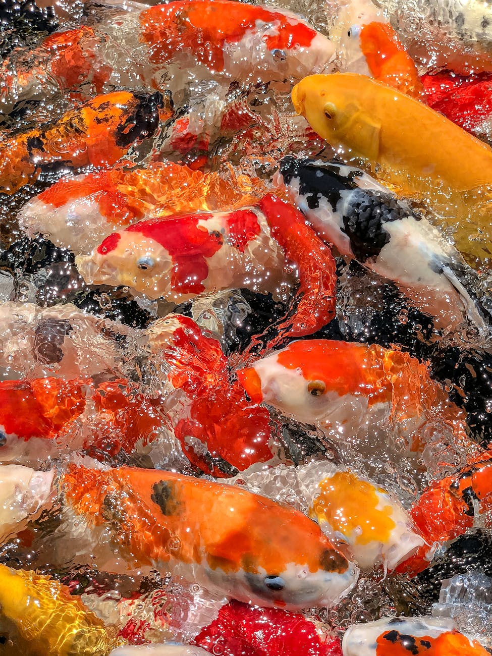 swimming colored koi fishes