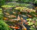 Vibrant koi pond in spring with healthy koi fish and blooming water lilies
